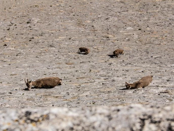 Steinböcke an der Staumauer