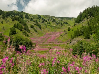 Bergwelt in rosa Blütenpracht