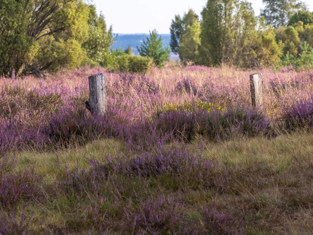 Romantische Döhler Heide Die Döhler Heide ist eine Heidefläche bei Egestorf
