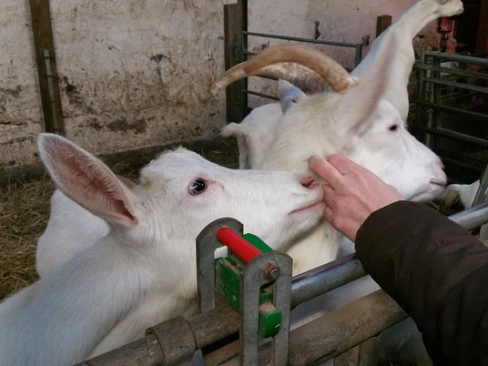 Bauernhoftour Zwei weiße Ziegen fressen Heu in einem Stall, eine davon wird sanft von einer Hand gestreichelt.