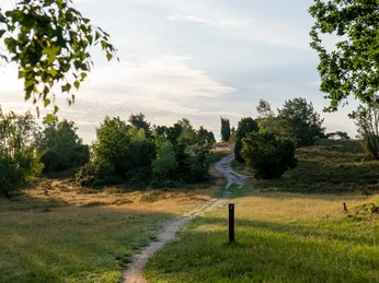 230711_Turmberg_CCBYSA_Bispingentouristik_DM-09.jpg Pfad auf den Turmberg