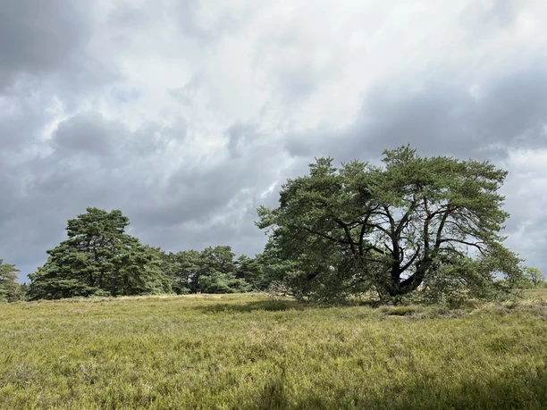Hügelgräber-Heide Kirchlinteln Weite Heidefläche unter wolkenverhangenem Himmel, gesäumt von vereinzelten Kiefern und heidebewachsenen Hügeln.