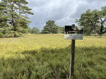 Ein Holzschild informiert über die Hügelgräber in einer lichtdurchfluteten Heide mit Kiefern im Hintergrund.