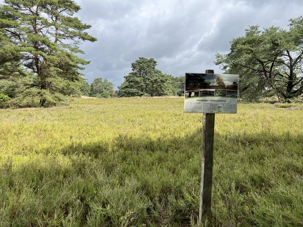 Hügelgräber-Heide Kirchlinteln Ein Holzschild informiert über die Hügelgräber in einer lichtdurchfluteten Heide mit Kiefern im Hintergrund.