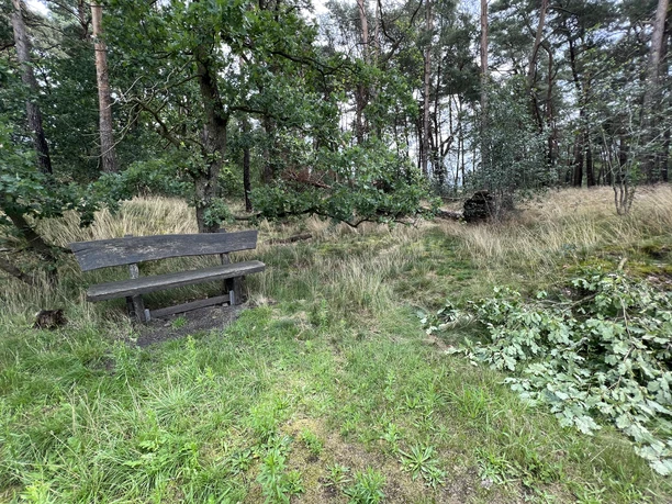 A wooden bench in a quiet forest clearing, surrounded by trees and grass—perfect for a quick break.
