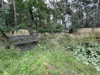Hohlwege Holzbank in einer ruhigen Waldlichtung, umgeben von Bäumen und Gras, perfekt zum kurzen Verweilen.