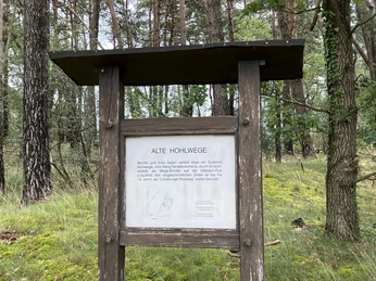 Holztafel im Wald beschreibt alte Hohlwege, umgeben von grünen Bäumen und leicht bewachsenem Boden.