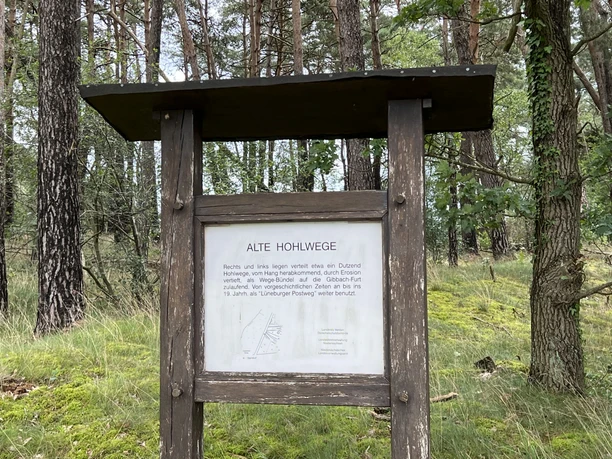 Hohlwege Holztafel im Wald beschreibt alte Hohlwege, umgeben von grünen Bäumen und leicht bewachsenem Boden.