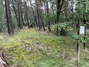 Ein mit Moos bedeckter Pfad schlängelt sich durch einen dichten Wald aus hohen Kiefern und Laubbäumen.