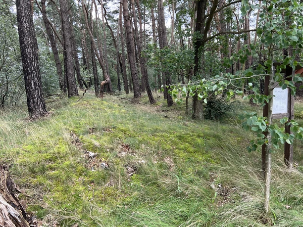 Hohlwege Ein mit Moos bedeckter Pfad schlängelt sich durch einen dichten Wald aus hohen Kiefern und Laubbäumen.