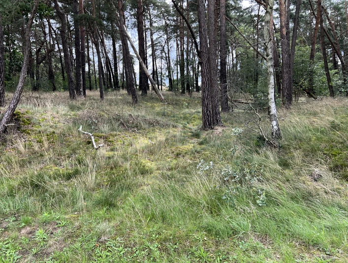Ein lichter Wald mit Kiefern und Birken sowie einem Boden aus Gras und Heide im natürlichen Licht.