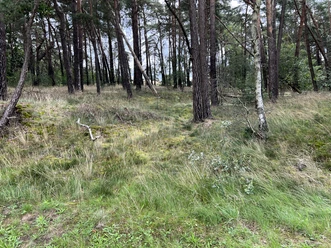 Hohlwege Ein lichter Wald mit Kiefern und Birken sowie einem Boden aus Gras und Heide im natürlichen Licht.