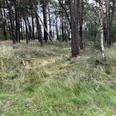 Hohlwege Ein lichter Wald mit Kiefern und Birken sowie einem Boden aus Gras und Heide im natürlichen Licht.