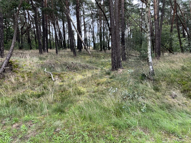 Hohlwege Ein lichter Wald mit Kiefern und Birken sowie einem Boden aus Gras und Heide im natürlichen Licht.