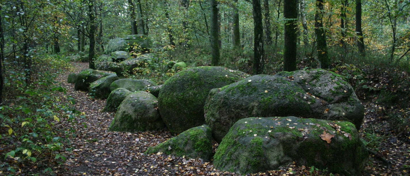 Großsteingrab im Alt-Frerener Forst Reihe großer, moosbedeckter Findlinge im Wald des Alt-Frerener Forsts, umgeben von Laub und Bäumen.