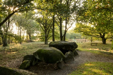 Hünengräberstraße des Hümmling Großsteingrab im Wald des Hümmling mit moosbewachsenen Felsen und Lichtspiel zwischen Bäumen.