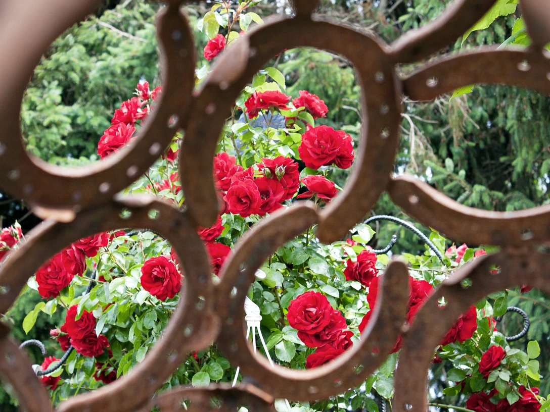 Kunst und Blumen im Küberpflanzengarten von Frau Hagemann