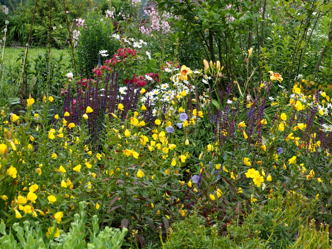 Staudenblüte bei Mithoff