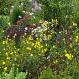 Staudenblüte bei Mithoff