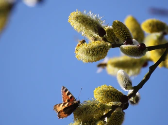 Die Dammaschwiese im Sommer Die Dammaschwiese im SommerThe Dammasch meadow in summer