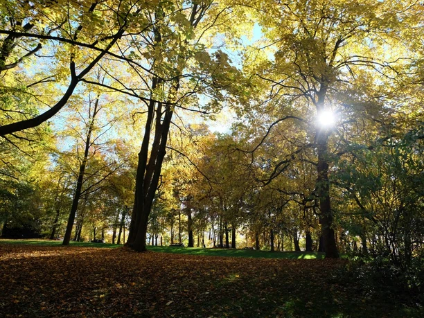 Dichte Baumkronen, Herbstlaub und Sonnenstrahlen.