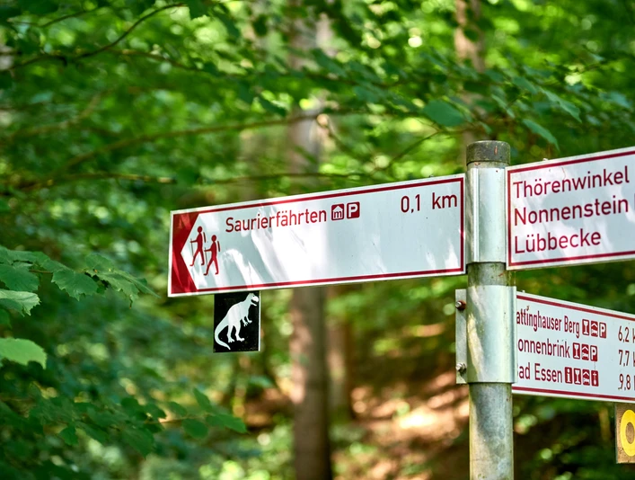 Ausschilderung an den Saurierfährten Wegweiser im Wald mit Angaben zu Saurierfährten und Entfernungen zu Sehenswürdigkeiten.Signposts in the forest with information on dinosaur tracks and distances to places of interest.Skilte i skoven med oplysninger om dinosaurspor og afstande til interessante steder.Wegwijzers in het bos met informatie over dinosaurussporen en afstanden naar bezienswaardigheden.