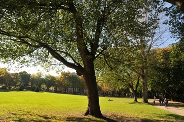 Ferber Park Park mit großflächiger Wiese und prächtigen Bäumen im herbstlichen Licht.