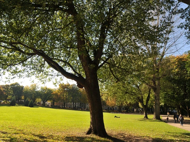 Ferber Park Park mit großflächiger Wiese und prächtigen Bäumen im herbstlichen Licht.