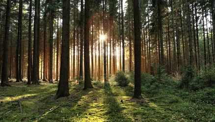 Aachener Wald Die Sonne strahlt durch gerade Baumreihen auf den mit Moos bedeckten Waldboden.