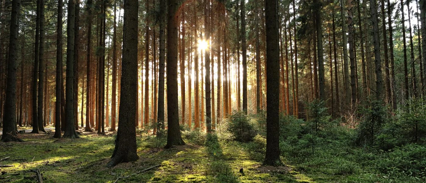 Aachener Wald Die Sonne strahlt durch gerade Baumreihen auf den mit Moos bedeckten Waldboden.