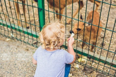 Ein kleines Kind mit blonden Locken füttert ein Rehkitz durch einen Zaun hindurch.