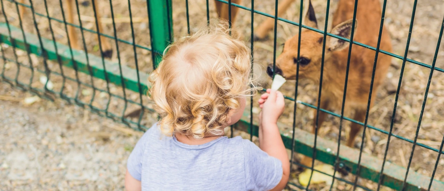 Gaia Zoo Ein kleines Kind mit blonden Locken füttert ein Rehkitz durch einen Zaun hindurch.