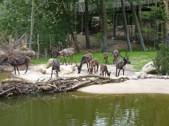 Zoo Osnabrück Rendieren in de Zoo OsnabrückEine Gruppe Rentiere steht nahe einem Teich in einem Waldgehege.A group of reindeer stands near a pond in a forest enclosure.En gruppe rensdyr står nær en dam i en skovindhegning.