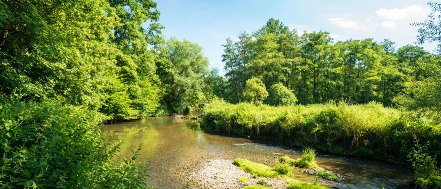 Breiter Bachlauf zwischen grünen Büschen und Bäumen.