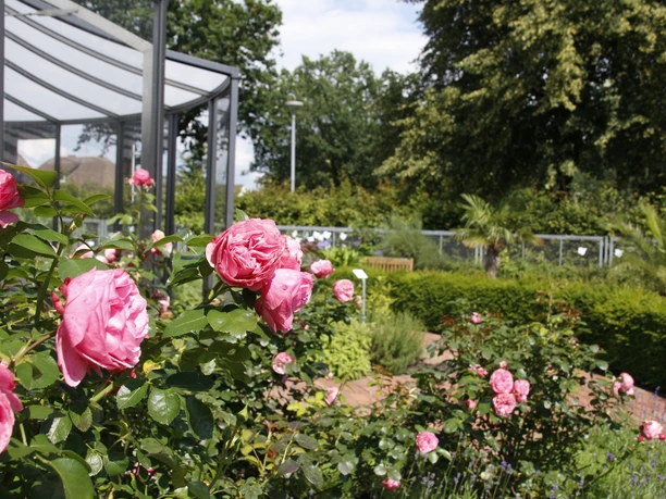 Bibelgarten Werlte Rosenbeete mit pinken Blüten vor einem gläsernen Pavillon im grünen Bibelgarten Werlte.