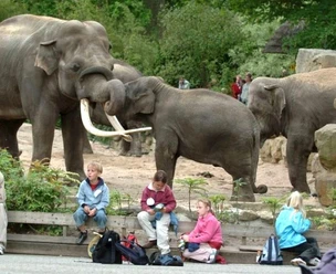 Niederlande_-_Noorder_Dierenpark_-_Zoo_Emmen_in_Emmen.jpg Mehrere Elefanten im Gehege, im Vordergrund sitzen Kinder auf einer Bank und machen Pause.