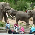 Niederlande_-_Noorder_Dierenpark_-_Zoo_Emmen_in_Emmen.jpg Mehrere Elefanten im Gehege, im Vordergrund sitzen Kinder auf einer Bank und machen Pause.