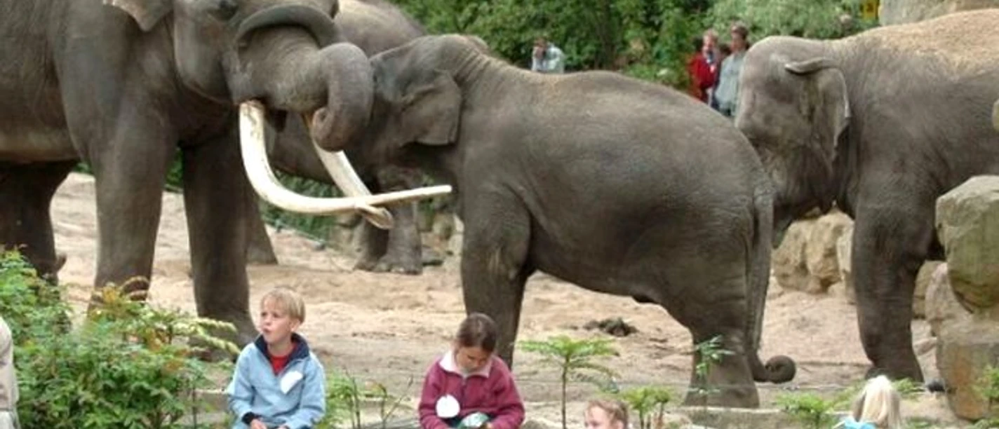 Niederlande_-_Noorder_Dierenpark_-_Zoo_Emmen_in_Emmen.jpg Mehrere Elefanten im Gehege, im Vordergrund sitzen Kinder auf einer Bank und machen Pause.