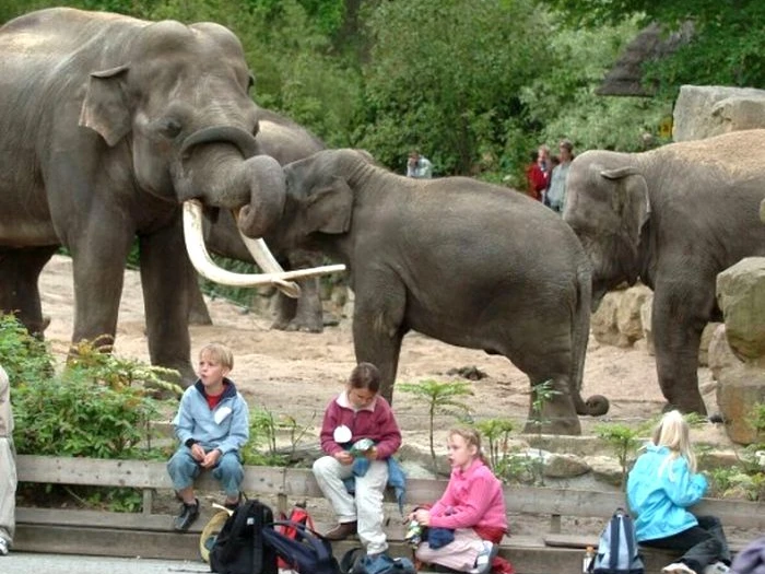 Niederlande_-_Noorder_Dierenpark_-_Zoo_Emmen_in_Emmen.jpg Mehrere Elefanten im Gehege, im Vordergrund sitzen Kinder auf einer Bank und machen Pause.