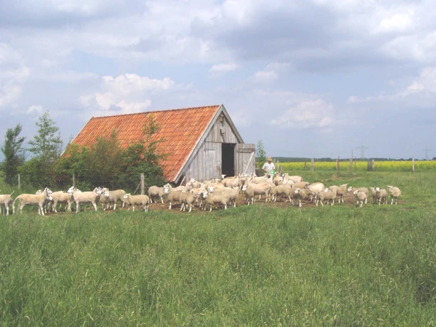 Kapellenmoorgrabengebiet Niederlangen Schafherde auf grüner Wiese vor einer kleinen Holzhütte mit rotem Ziegeldach unter wolkigem Himmel