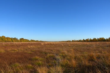 Lehrpfad "moor-land-schaffen" im Provinzialmoor Weite Moorlandschaft mit braunem und goldenem Gras unter klarem blauem Himmel im Provinzialmoor.