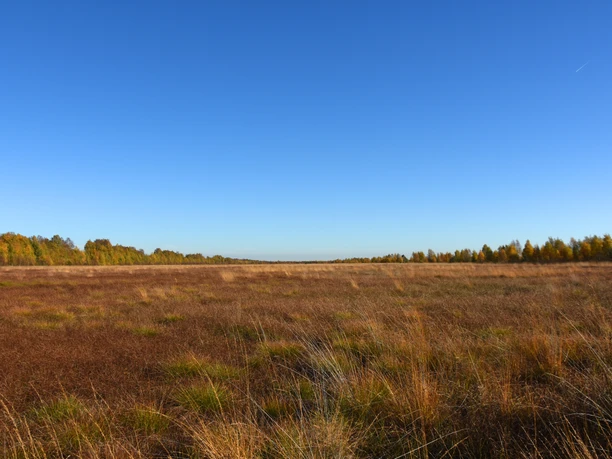 Lehrpfad "moor-land-schaffen" im Provinzialmoor Weite Moorlandschaft mit braunem und goldenem Gras unter klarem blauem Himmel im Provinzialmoor.
