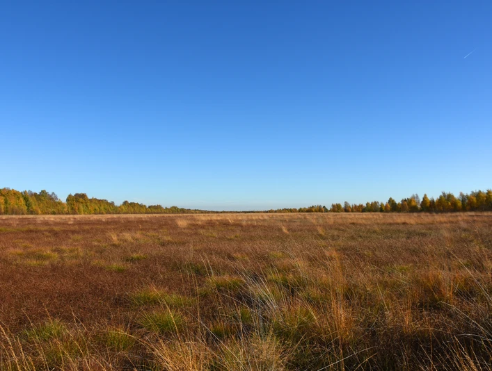 Lehrpfad "moor-land-schaffen" im Provinzialmoor Weite Moorlandschaft mit braunem und goldenem Gras unter klarem blauem Himmel im Provinzialmoor.