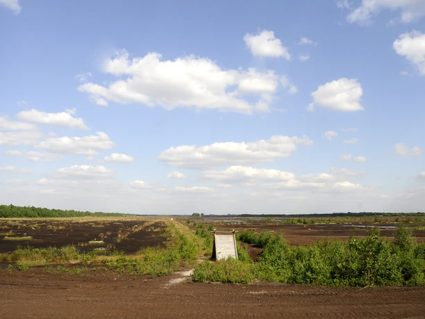 np-moor_wiedervernaessungslehrpfad_8_fotofranz-2767 Weitläufige Moorlandschaft mit hellem Himmel, jungen Sträuchern und einem Holzsteg in der Mitte