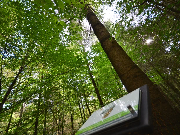 Löwenzahnentdeckertouren Fullener Wald Blick nach oben in dichtes grünes Blätterdach mit Sonnenlicht und Infotafel im Fullener Wald.
