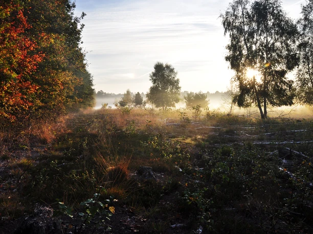 Wald und Moorweg