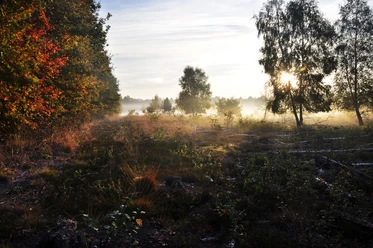 waldweg-moorweg-26 Morgendlicher Nebel über einem Waldrand mit Sonnenlicht, das durch Birken und herbstliches Laub fällt.
