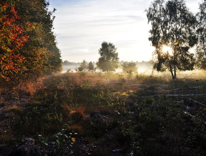 waldweg-moorweg-26 Morgendlicher Nebel über einem Waldrand mit Sonnenlicht, das durch Birken und herbstliches Laub fällt.