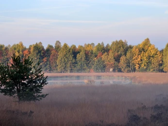 moorlandschaft-12 Nebliges Moor mit Gräsern, einem kleinen Baum im Vordergrund und herbstlich gefärbtem Wald im Hintergrund.