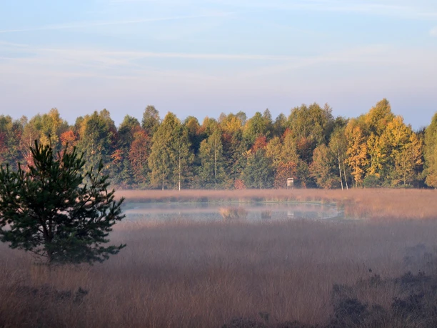 moorlandschaft-12 Nebliges Moor mit Gräsern, einem kleinen Baum im Vordergrund und herbstlich gefärbtem Wald im Hintergrund.